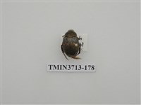 藏品(金龜子科)的圖片